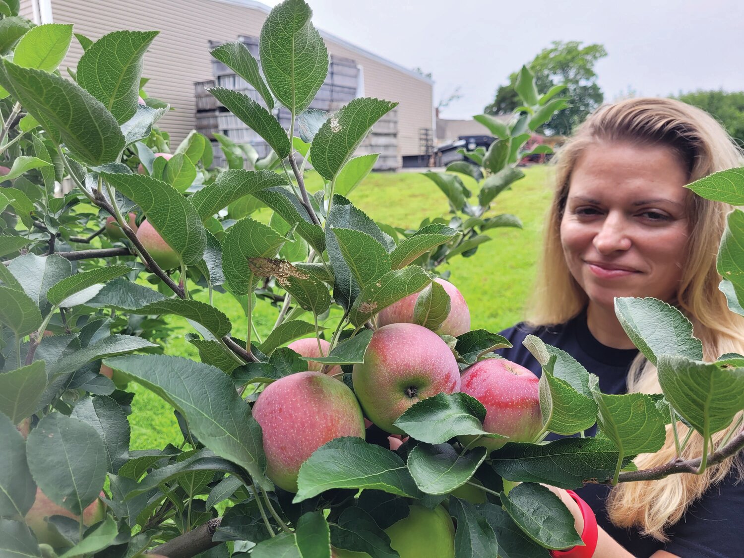 NEW FIELD HANDS: Appleland co-owner Ashley Shields checks the progress of some fresh produce growing on her family’s trees in Smithfield. The Shields family purchased the orchard and farm stand from former owners, Mary Lou D’Andrea and her husband Lou.